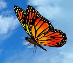 Butterfly